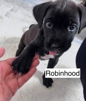 ROBIN HOOD -  Labrador Retriever and Poodle Dog for Adoption in Gilberts, Illinois - ROBIN HOOD | PetCurious