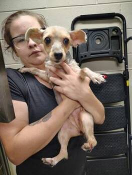 Lily -  Yorkshire Terrier and Mixed Breed Dog for Adoption - Lily | PetCurious