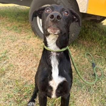 Melvin -  Labrador Retriever and Mixed Breed Dog for Adoption in Tulsa, Oklahoma - Melvin | PetCurious