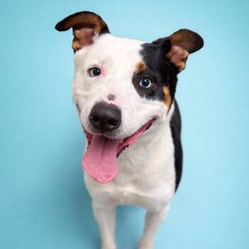 Shepherd and Husky Dogs Available for Adoption - Sid | PetCurious