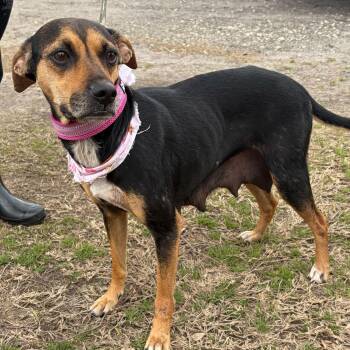Mixed Breed Dogs Available for Adoption - MACY | PetCurious