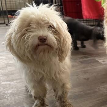 Cosmos -  Cocker Spaniel and Poodle Dog for Adoption in Sequatchie, Tennessee - Cosmos | PetCurious