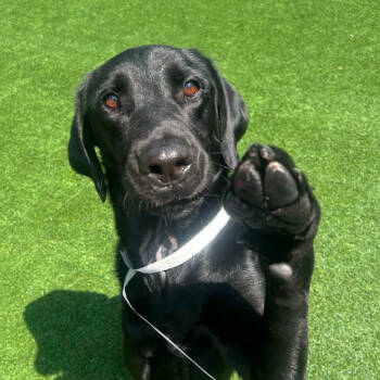 Rescue Black Labrador Retriever Dogs for Adoption in Lake Panasoffkee, Florida - Winston | PetCurious