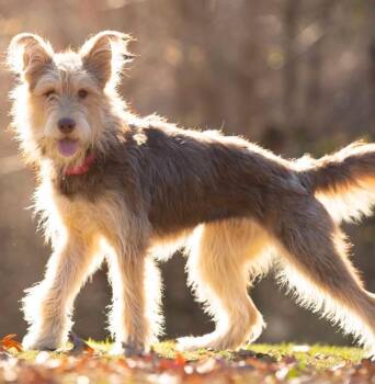 Ethel -  Wirehaired Terrier Dog for Adoption in Chattanooga, Tennessee - Ethel | PetCurious