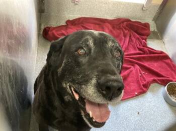 Labrador Retriever Dogs Available for Adoption - BRUNO | PetCurious