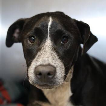 RYDER -  Labrador Retriever Dog for Adoption in San Antonio, Texas - RYDER | PetCurious