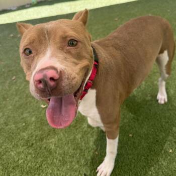 Mixed Breed Dogs Available for Adoption in Titusville, Florida - Petunia | PetCurious