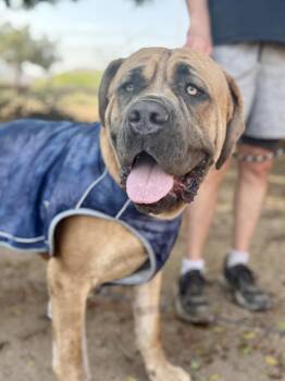 Hercules -  Bullmastiff Dog for Adoption in Glendale, Arizona - Hercules | PetCurious