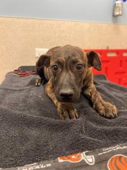 Tolu -  Pit Bull Terrier and Mixed Breed Dog for Adoption in Honolulu, Hawaii - Tolu | PetCurious