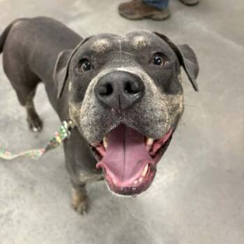 Diesel -  Mixed Breed Dog for Adoption in Voorhees Township, New Jersey - Diesel | PetCurious
