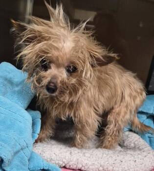 Yorkshire Terrier Dogs Available for Adoption - Pen 213 Josie | PetCurious