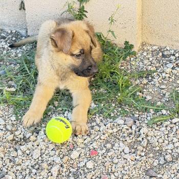 German Shepherd Dog Dogs Available for Adoption - Clyde~ Playful And Cuddly | PetCurious