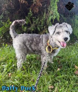 Daffy Duck -  Poodle and Mixed Breed Dog for Adoption in Heath, Ohio - Daffy Duck | PetCurious
