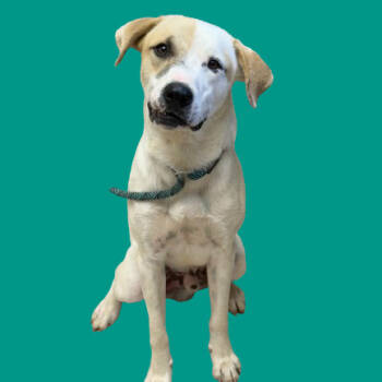 Rescue Labrador Retriever and Great Pyrenees Dogs for Adoption in Tuscaloosa, Alabama - TUSC-Stray-82461 | PetCurious