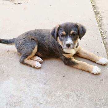 Ruby -  Pit Bull Terrier and German Shepherd Dog Dog Available for Adoption in Amarillo, Texas - Ruby | PetCurious