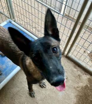 Prada -  Belgian Shepherd Malinois Dog for Adoption in Vancouver, Washington - Prada | PetCurious