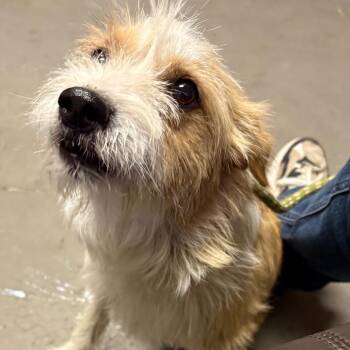 Terrier Dogs Available for Adoption in Yuma, Arizona - Cookie Dough | PetCurious