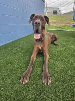 Great Dane Dogs Available for Adoption in St. Louis, Missouri - HENRY | PetCurious