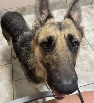 Rescue German Shepherd Dog Dogs for Adoption in Jefferson City, Missouri - Mirabel--Needs A Foster! | PetCurious