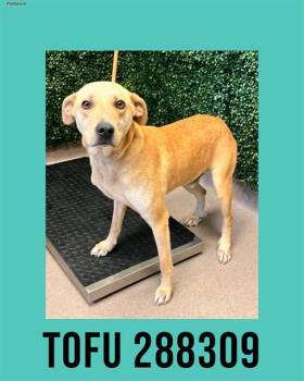 Mixed Breed Dogs Available for Adoption in Macon, Georgia - TOFU | PetCurious