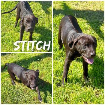 Stitch -  Black Labrador Retriever and Mixed Breed Dog for Adoption in Saint James, Missouri - Stitch | PetCurious