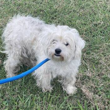 Carrie -  Maltese and Mixed Breed Dog for Adoption in Tulsa, Oklahoma - Carrie | PetCurious