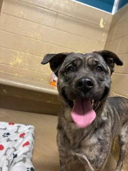 Mixed Breed Dogs Available for Adoption - Louise | PetCurious