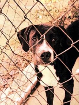 Missta - 2 -  Labrador Retriever and Mixed Breed Dog for Adoption in Daytona Beach, Florida - Missta - 2 | PetCurious