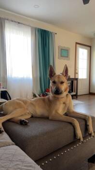Shepherd Dogs Available for Adoption in Irwin, Pennsylvania - Kevin | PetCurious