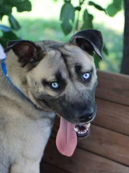 Valor (AO36870) -  Husky and Black Mouth Cur Dog for Adoption in Kansas City, Kansas - Valor (AO36870) | PetCurious