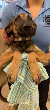 ASHLYN -  German Shepherd Dog and Mixed Breed Dog for Adoption in Doral, Florida - ASHLYN | PetCurious