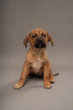 Koa -  Rottweiler and Mixed Breed Dog for Adoption in Fort Worth, Texas - Koa | PetCurious
