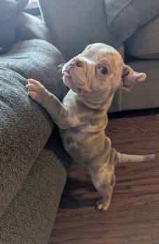 Mike Wazowski -  French Bulldog Dog for Adoption in Carrollton, Texas - Mike Wazowski | PetCurious