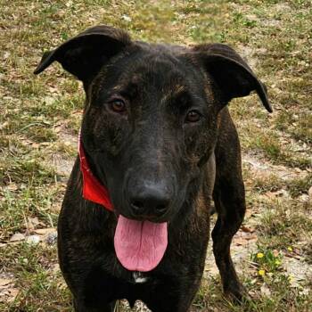 Shepherd and Pit Bull Terrier Dogs Available for Adoption in Austin, Texas - Stan JuM | PetCurious