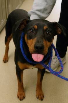 Rescue Australian Kelpie Dogs for Adoption in Kearney, Nebraska - Shep | PetCurious