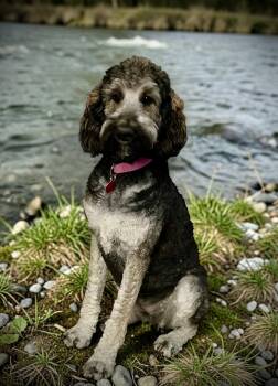 Emma -  Standard Poodle Dog Available for Adoption in Penrose, Colorado - Emma | PetCurious