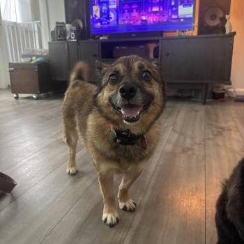 Goblin aka GoGo -  Mixed Breed and Jindo Dog for Adoption in West Hollywood, California - Goblin Aka GoGo | PetCurious