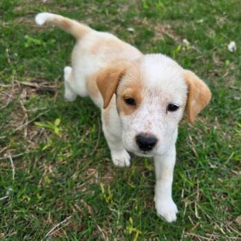 Labrador Retriever and Australian Cattle Dog Blue Heeler Dogs Available for Adoption in Plainfield, Connecticut - Haven | PetCurious