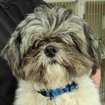 Bella -  Shih Tzu Dog for Adoption in Zanesville, Ohio - Bella | PetCurious