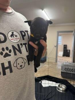 Castle -  Shepherd and Mixed Breed Dog for Adoption in Calgary, Alberta - Castle | PetCurious
