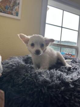 Chis Burger -  Chihuahua Dog for Adoption in Lakeland, Florida - Chis Burger | PetCurious