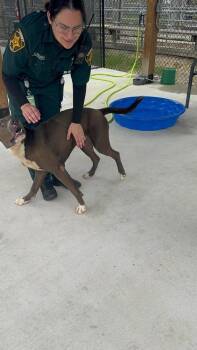 Diesel -  American Bulldog Dog Available for Adoption in Lakeland, Florida - Diesel | PetCurious