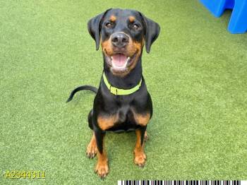 BLAZE -  Mixed Breed Dog for Adoption in West Palm Beach, Florida - BLAZE | PetCurious