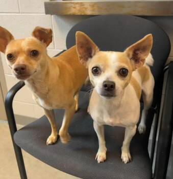 Chloe and Papi -  Chihuahua Dog for Adoption in Mount Prospect, Illinois - Chloe And Papi | PetCurious