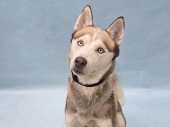 Sting -  Siberian Husky and Mixed Breed Dog for Adoption in Minneapolis, Minnesota - Sting | PetCurious
