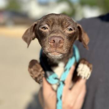 Chihuahua Dogs Available for Adoption in Columbia, South Carolina - Femur | PetCurious