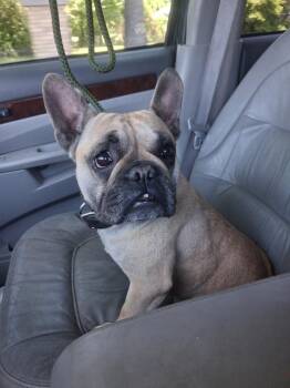 Willow in MO -  French Bulldog Dog Available for Adoption - Willow In MO | PetCurious