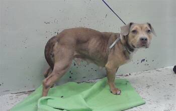A2083669 -  Staffordshire Bull Terrier and Mixed Breed Dog for Adoption in Houston, Texas - A2083669 | PetCurious