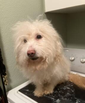 Bon Bon -  Maltese and Pomeranian Dog for Adoption in Henderson, Nevada - Bon Bon | PetCurious