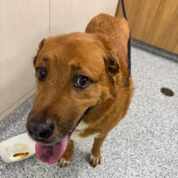 Lucky -  Great Pyrenees and Mixed Breed Dog for Adoption in Chicago, Illinois - Lucky | PetCurious